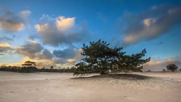 Photo of Single Pine Tree in dune sands area