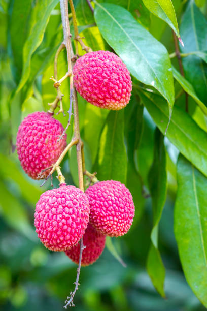 istock Its lychee picking time at ranisonkoil, thakurgoan, Bangladesh. 948252540