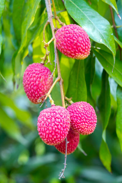 istock Its lychee picking time at ranisonkoil, thakurgoan, Bangladesh. 948256020