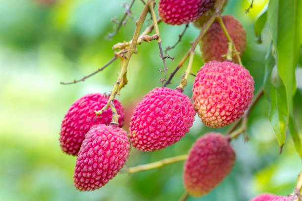 istock Its lychee picking time at ranisonkoil, thakurgoan, Bangladesh. 948256524