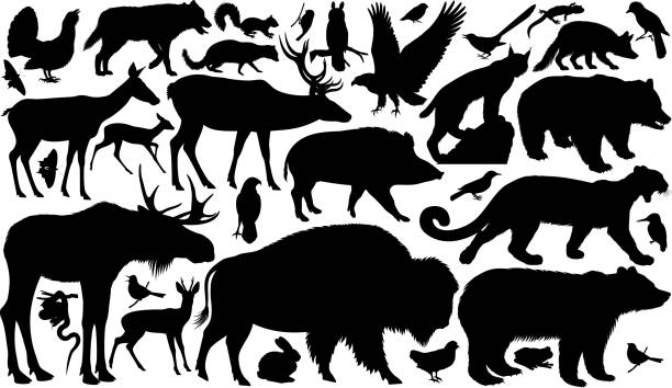 ilustraciones, imágenes clip art, dibujos animados e iconos de stock de conjunto de vectores de siluetas de animales del bosque - fauna silvestre