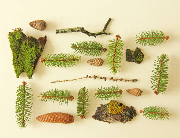 istock Photo taken in the summer. Set of forest elements on a flat background - pine branches, cones, bark, moss 948262384