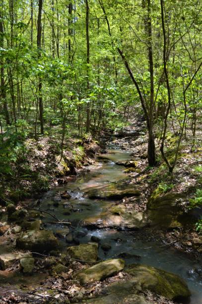 istock Mountain stream in springtime in Georgia, USA 948262686