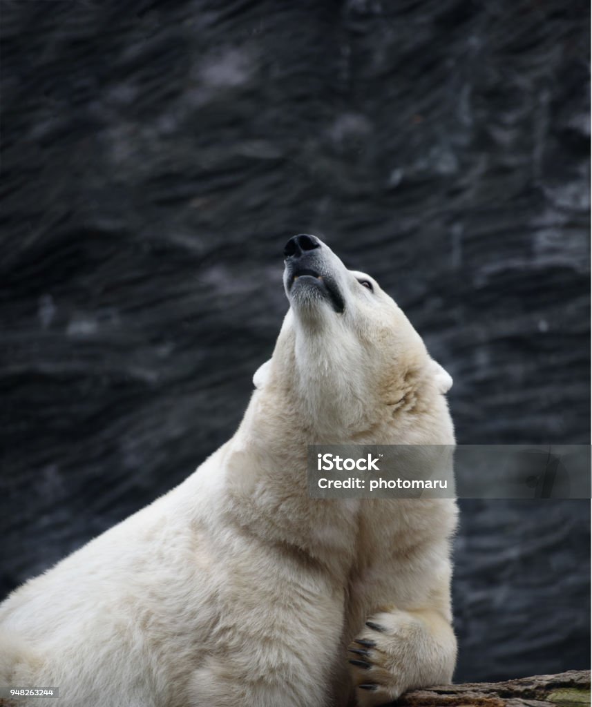 Gấu Bắc Cực Nhìn Lên Hình ảnh Sẵn có - Tải xuống Hình ảnh Ngay bây ...