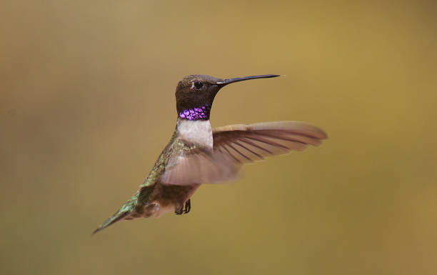 istock Black-chinned Hummingbird 948265934