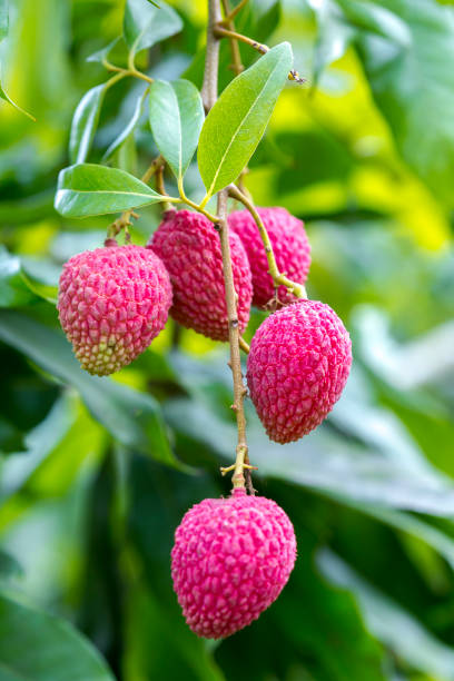 istock Its lychee picking time at ranisonkoil, thakurgoan, Bangladesh. 948268860