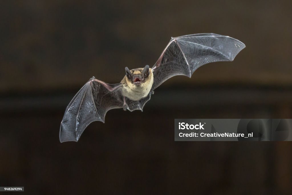 Vol de chauve-souris Pipistrelle sur plafond en bois - Photo de Chauve-souris libre de droits