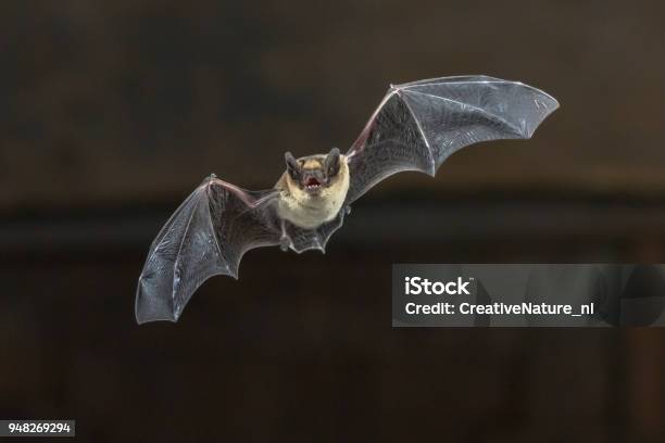 Photo libre de droit de Vol De Chauvesouris Pipistrelle Sur Plafond En Bois banque d'images et plus d'images libres de droit de Chauve-souris