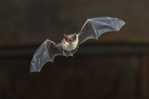 Flying Pipistrelle bat on wooden ceiling Pipistrelle bat (Pipistrellus pipistrellus) flying on wooden ceiling of house in darkness echolocation photos stock pictures, royalty-free photos & images