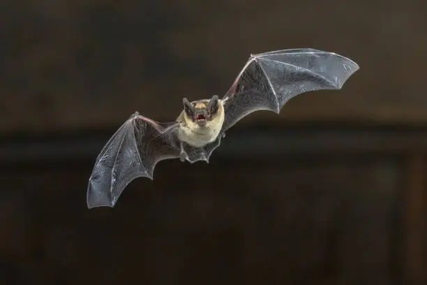 Photo of Flying Pipistrelle bat on wooden ceiling