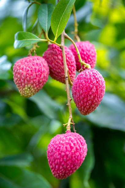 istock Its lychee picking time at ranisonkoil, thakurgoan, Bangladesh. 948269720