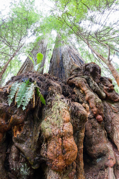 istock Hiking in the redwood forest 948285852