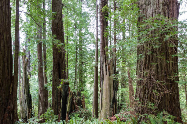 istock Hiking in the redwood forest 948286252