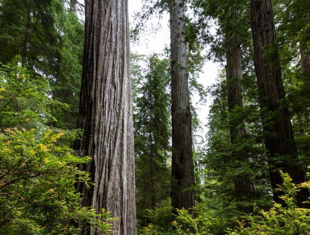 istock Hiking in the redwood forest 948286368