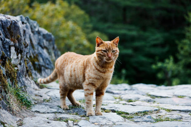 istock Cute european cat portrait 948286458