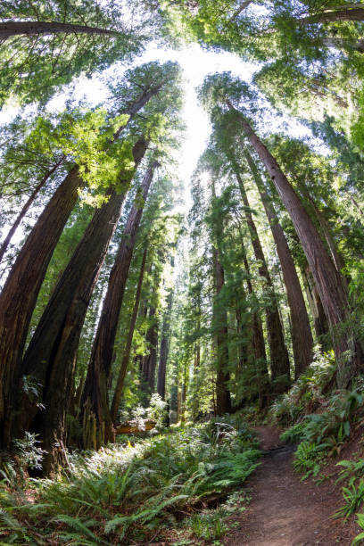 istock Hiking in the redwood forest 948286918