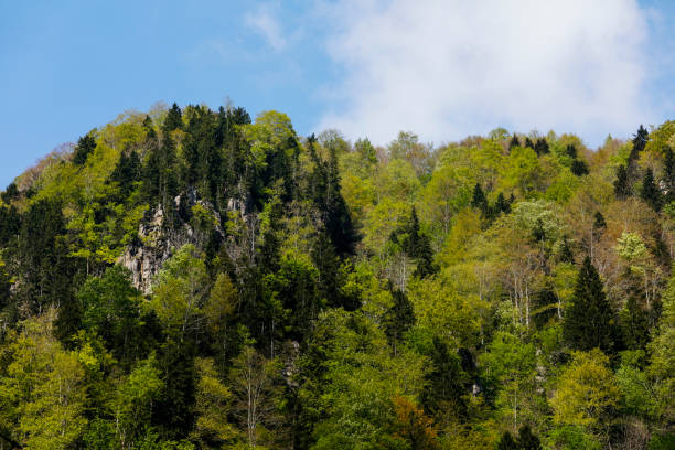Forest of gree tree in national park
