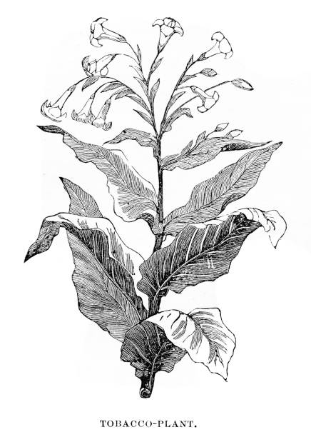 tabakpflanze gravur 1876 - tabakpflanze stock-grafiken, -clipart, -cartoons und -symbole