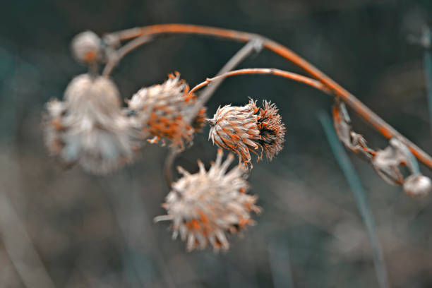 istock Stems of dried plants on a blurred background 948301074