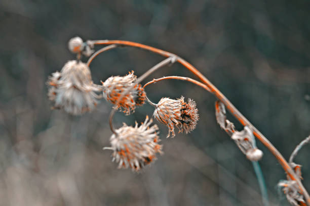 istock Stems of dried plants on a blurred background 948301086