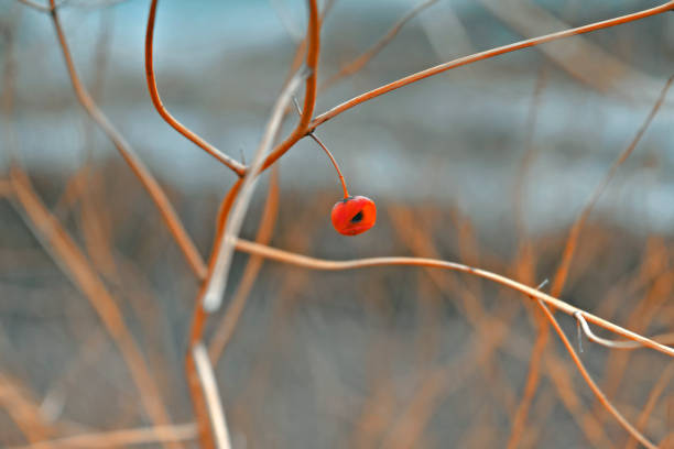 istock Stems of dried plants on a blurred background 948301104