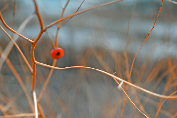 istock Stems of dried plants on a blurred background 948301204