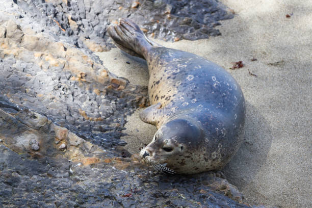 istock seals in California 948302166