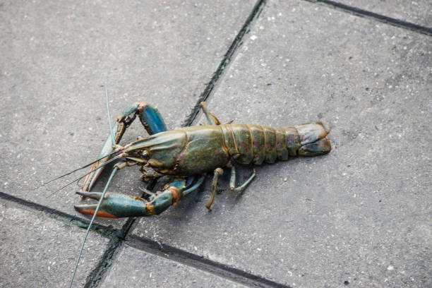 istock Crayfish Escape in to Walkway 948305662
