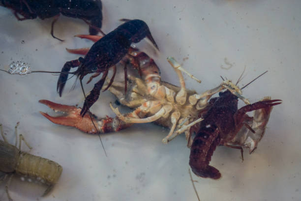 istock Death Crayfish in Pet shop 948305664