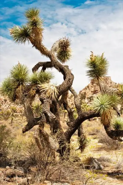 A Joshua Tree found in Joshua Tree National Park, which is located in Souther California.