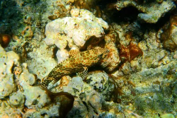 A Longfin Grouper photographed from above in a coral reef.