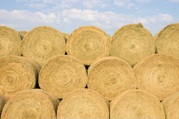 pile di balle di fieno rotonde dorate con cielo blu - hay wheat bale stacking foto e immagini stock