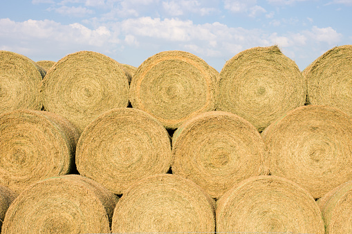 Haystacks in Pennsylvania farmland: rolled haystacks in a field opposite agro-industrial complexes