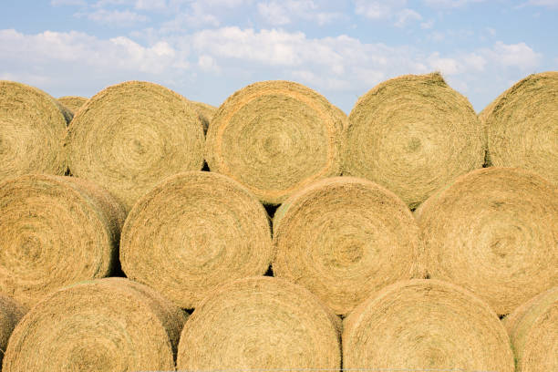 стеки золотой раунд хэй бейлс с голубым небом - bale hay field stack стоковые фото и изображения