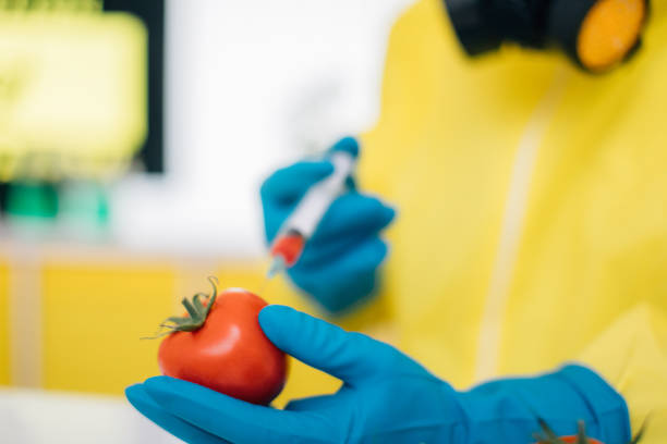 istock Scientist conducts experiments on a tomato in laboratory 948327648