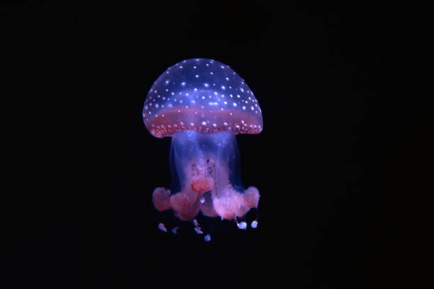 istock Jellyfishes moving in nature background. 948328164