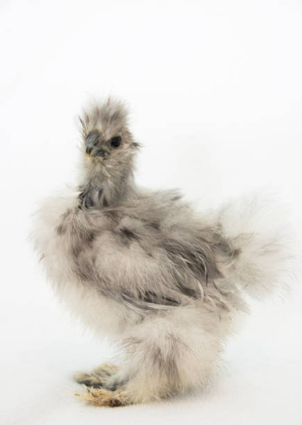 istock Two Month old Silkie Chicken 948334402