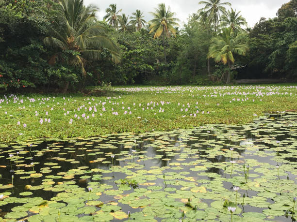 istock Tropical pond with water lilies, Hawaii 948337066
