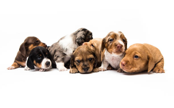 istock Dachshund Puppies Snuggling Together 948337666