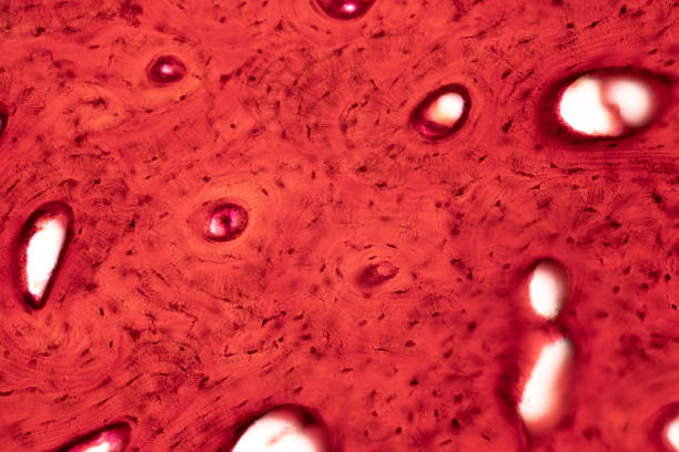 istock Histology of human compact bone tissue under microscope view for education 948348734