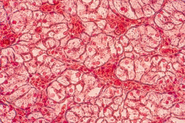 cellules épithéliales squameuses sous microscope découvre pour histologie de l’éducation. - human blood cell photos et images de collection