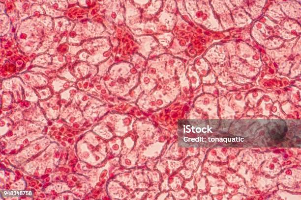 Squamous Epithelial Cells Under Microscope View For Education Histology Stock Photo - Download Image Now