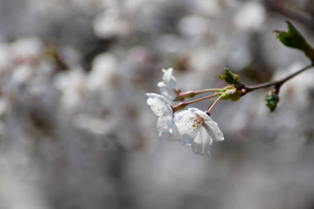 Cerezos en flor  - foto de stock