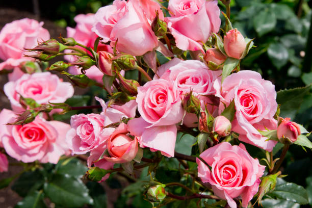 istock Pink rose flowers in the garden 948352522