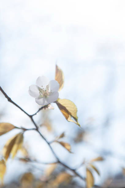 Bloosom cereza - foto de stock