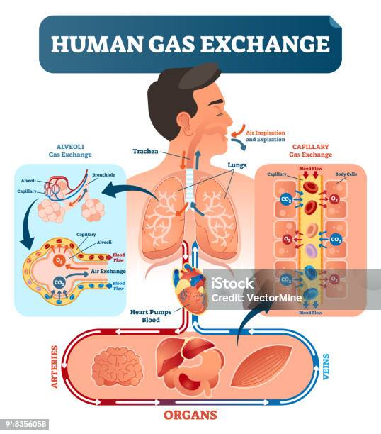 Human Gas Exchange System Vector Illustration Oxygen Travel From Lungs To Heart To All Body Cells And Back To Lungs As Co2 Stock Illustration - Download Image Now