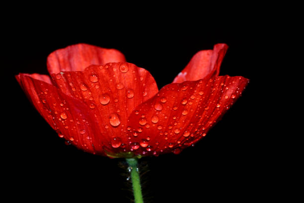 istock A close up of a wet Poppy flowe 948356066