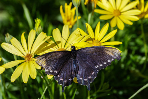 istock Pipeline Swallowtail butterfly, wings spread, on yellow flower. 948359496