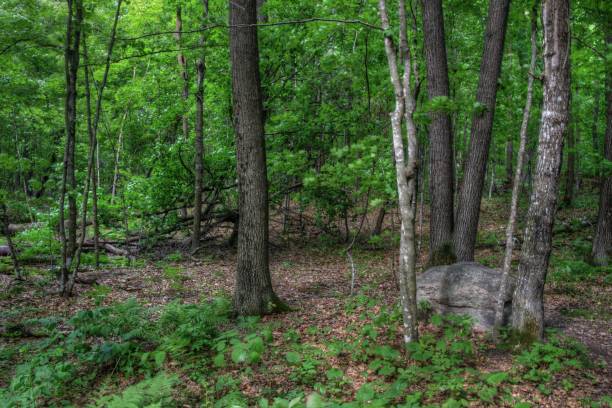 istock Mille Lacs Kathio State Park is located on Mille Lacs Lake in Northern Minnesota 948363068