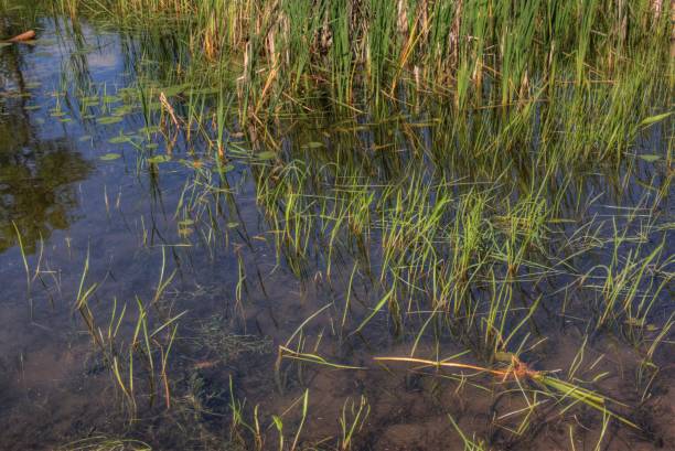 istock Mille Lacs Kathio State Park is located on Mille Lacs Lake in Northern Minnesota 948363120